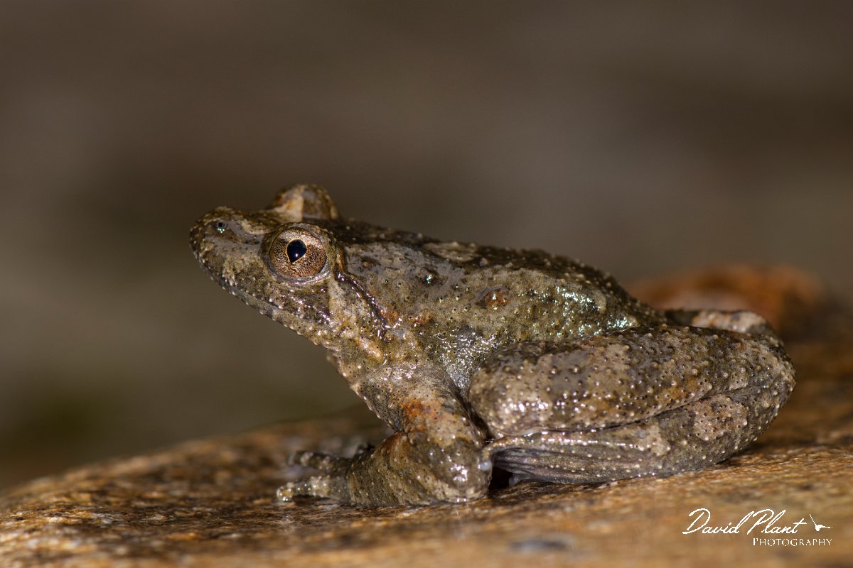 DPPhotography - Corsica - Corsican painted frog - C.jpg - Corsican painted frog - Verghello Valley, Corsica