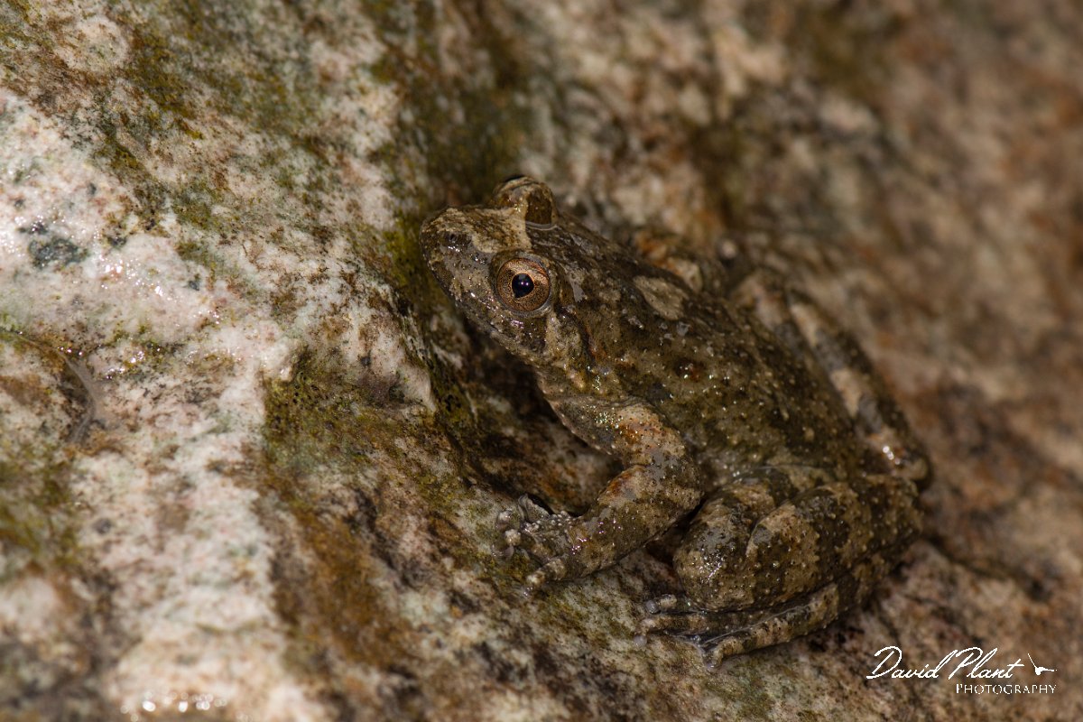 DPPhotography - Corsica - Corsican painted frog - G.jpg - Corsican painted frog - Verghello Valley, Corsica