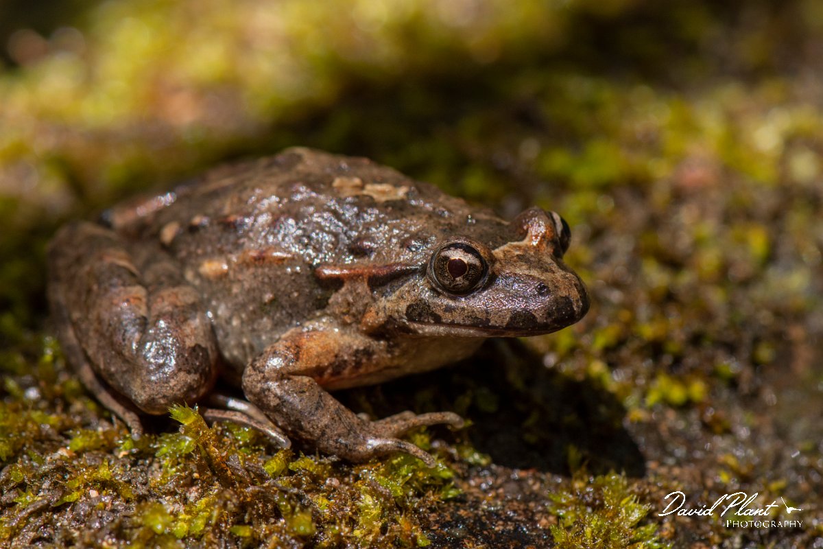 DPPhotography - Corsica - Tyrrhenian painted frog - A.jpg - Tyrrhenian painted frog - Corsica
