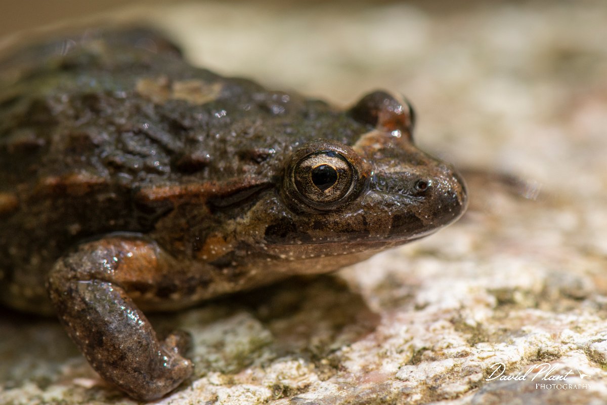 DPPhotography - Corsica - Tyrrhenian painted frog - C.jpg - Tyrrhenian painted frog - Corsica