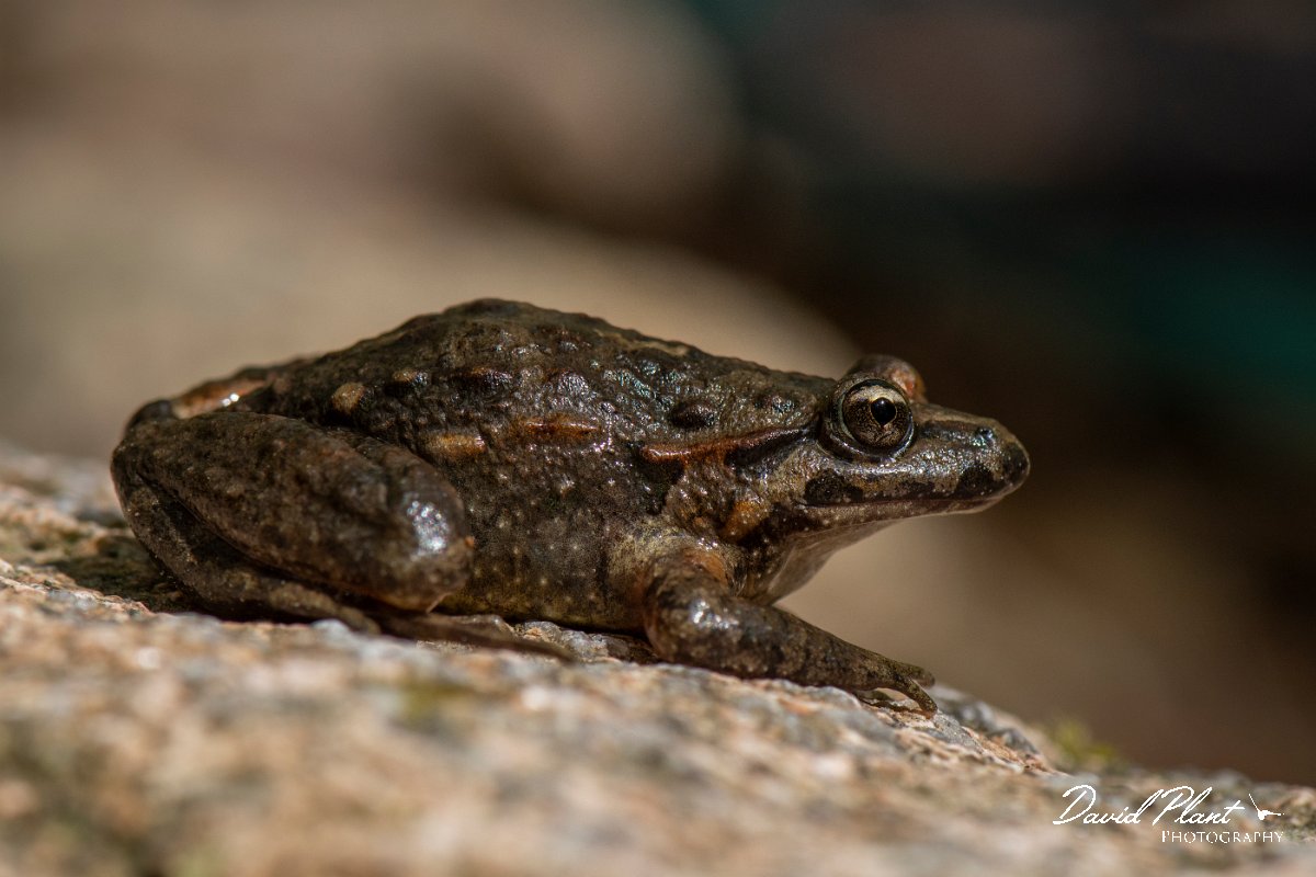 DPPhotography - Corsica - Tyrrhenian painted frog - F.jpg - Tyrrhenian painted frog - Corsica
