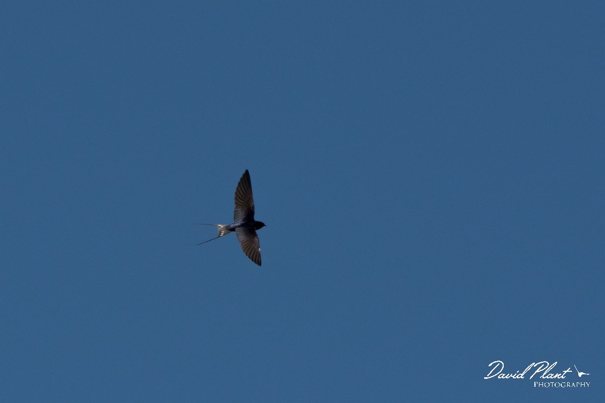 DPPhotography - Corsica - Barn swallow - A.jpg - Barn swallow - Route de l'Etang, Lake Biguglia, Corsica