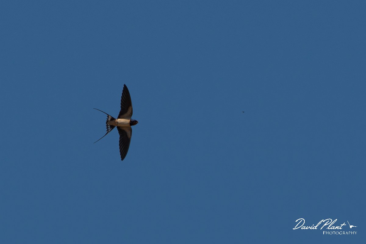 DPPhotography - Corsica - Barn swallow - B.jpg - Barn swallow - Route de l'Etang, Lake Biguglia, Corsica