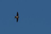 DPPhotography - Corsica - Barn swallow - B