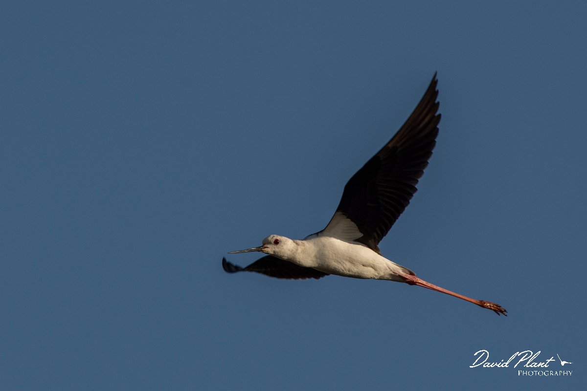 DPPhotography - Corsica - Black-winged stilt - A.jpg