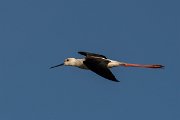 DPPhotography - Corsica - Black-winged stilt - B