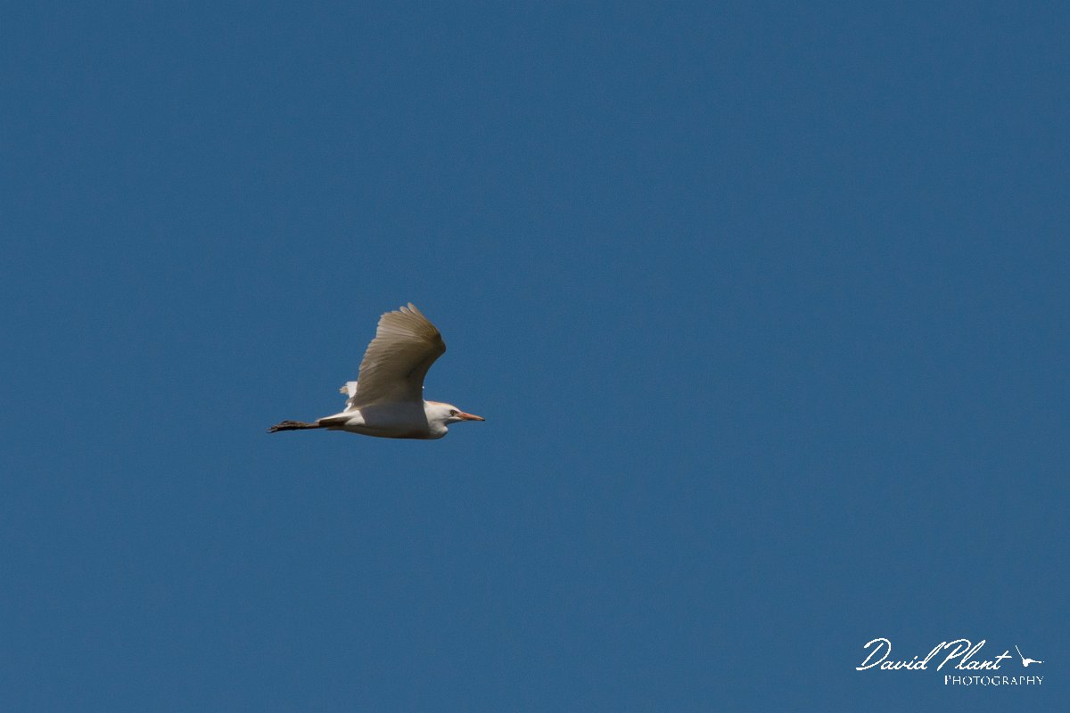 DPPhotography - Corsica - Cattle egret - D.jpg - Cattle egret - Route de l'Etang, Lake Biguglia, Corsica