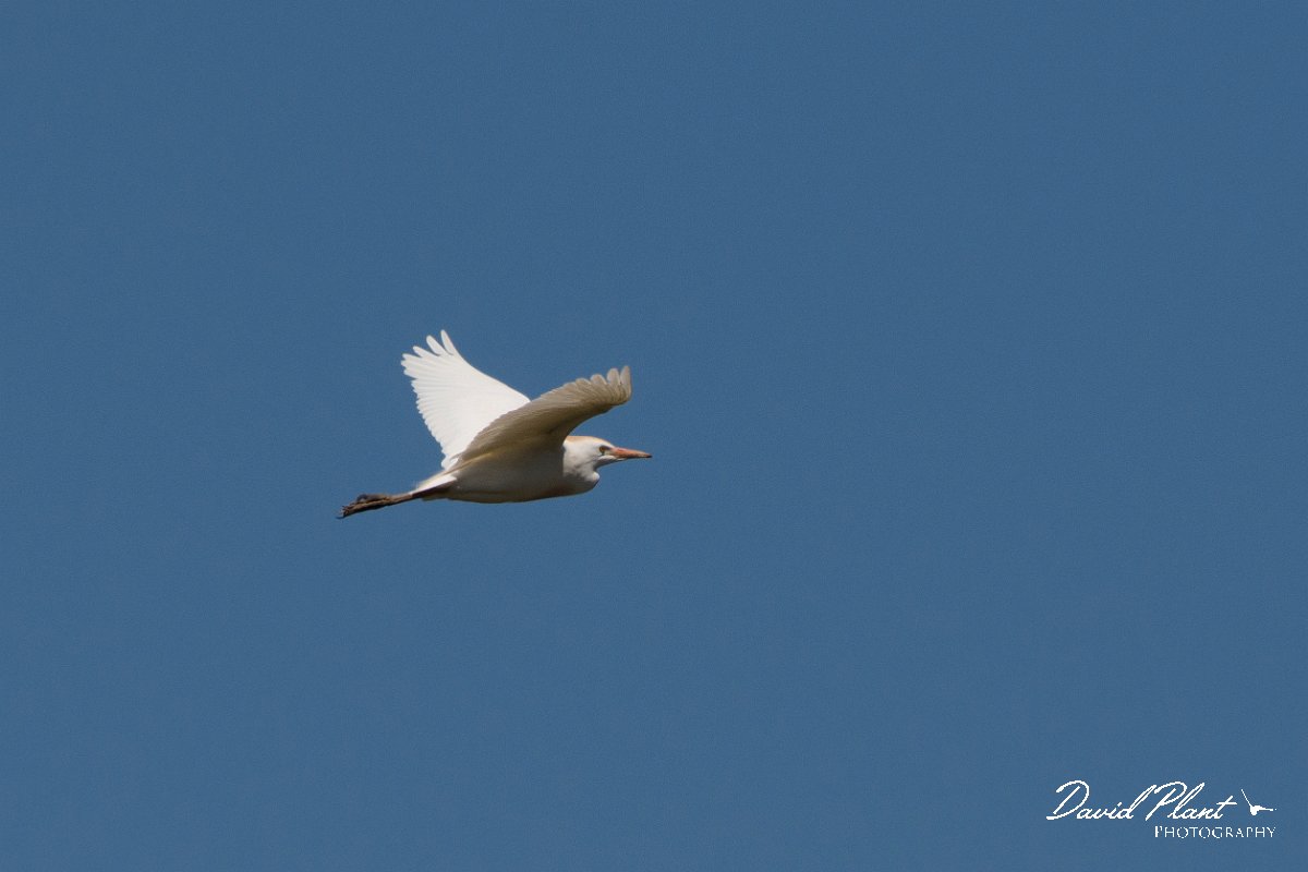 DPPhotography - Corsica - Cattle egret - E.jpg - Cattle egret - Route de l'Etang, Lake Biguglia, Corsica