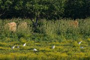 DPPhotography - Corsica - Cattle egret - C