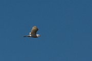 DPPhotography - Corsica - Cattle egret - D