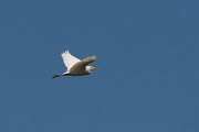 DPPhotography - Corsica - Cattle egret - E