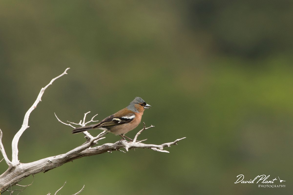 DPPhotography - Corsica - Chaffinch - A.jpg - Chaffinch - Tunnel d'Usciolo-Ruisseau de Petrosu, Corsica
