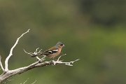 DPPhotography - Corsica - Chaffinch - A