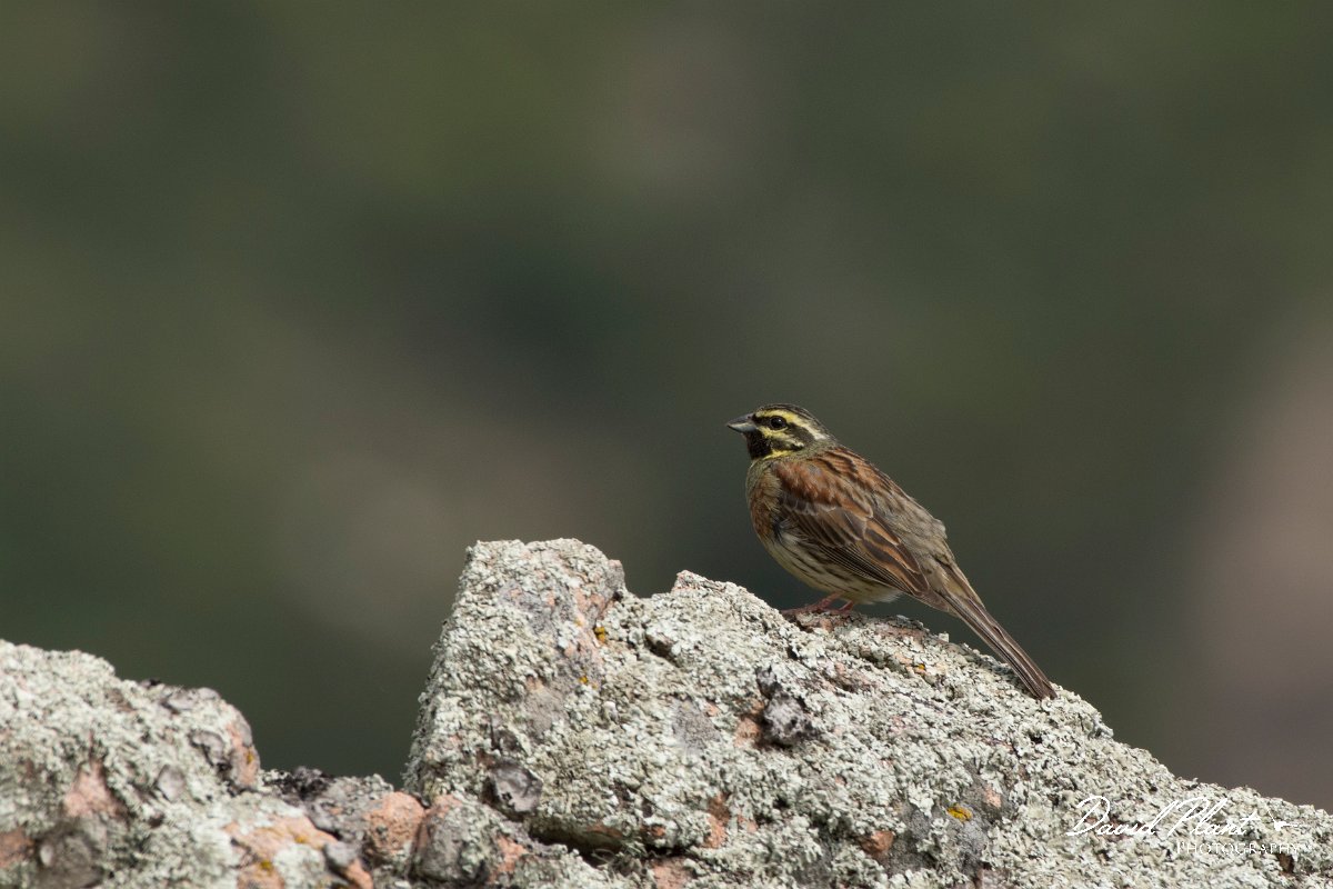 DPPhotography - Corsica - Cirl bunting - A.jpg - Cirl bunting - Tunnel d'Usciolo-Ruisseau de Petrosu, Corsica