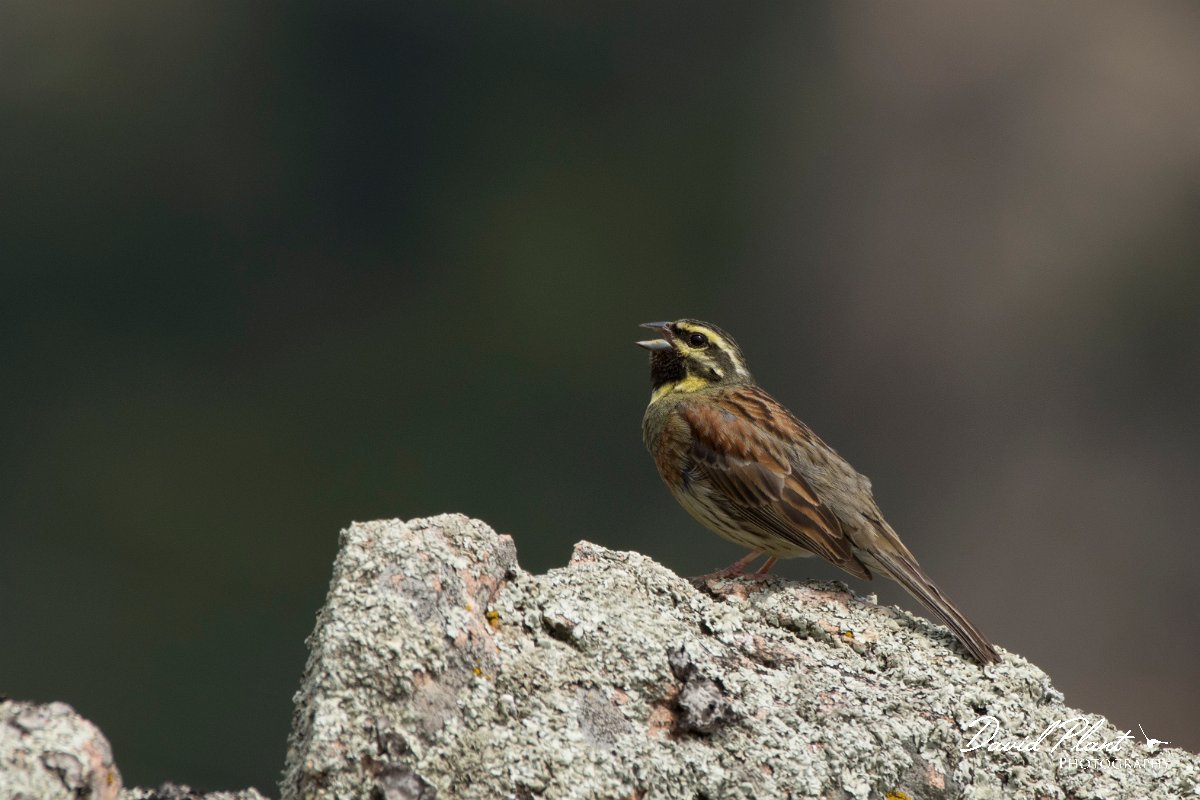 DPPhotography - Corsica - Cirl bunting - B.jpg - Cirl bunting - Tunnel d'Usciolo-Ruisseau de Petrosu, Corsica