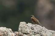 DPPhotography - Corsica - Cirl bunting - C
