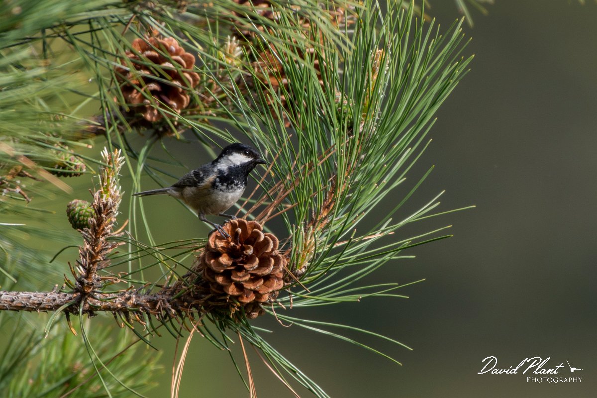 DPPhotography - Corsica - Coal tit - A.jpg - Coal tit - Verghello Valley, Corsica