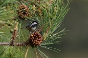 DPPhotography - Corsica - Coal tit - A