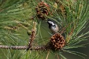 DPPhotography - Corsica - Coal tit - B