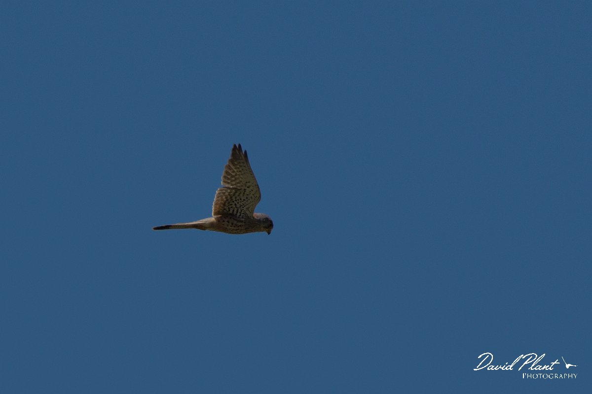 DPPhotography - Corsica - Common kestrel - D.jpg - Common kestrel - Route de l'Etang, Lake Biguglia, Corsica