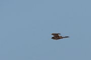 DPPhotography - Corsica - Common kestrel - A