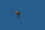 DPPhotography - Corsica - Common kestrel - B