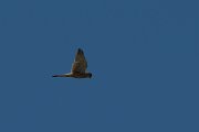 DPPhotography - Corsica - Common kestrel - D