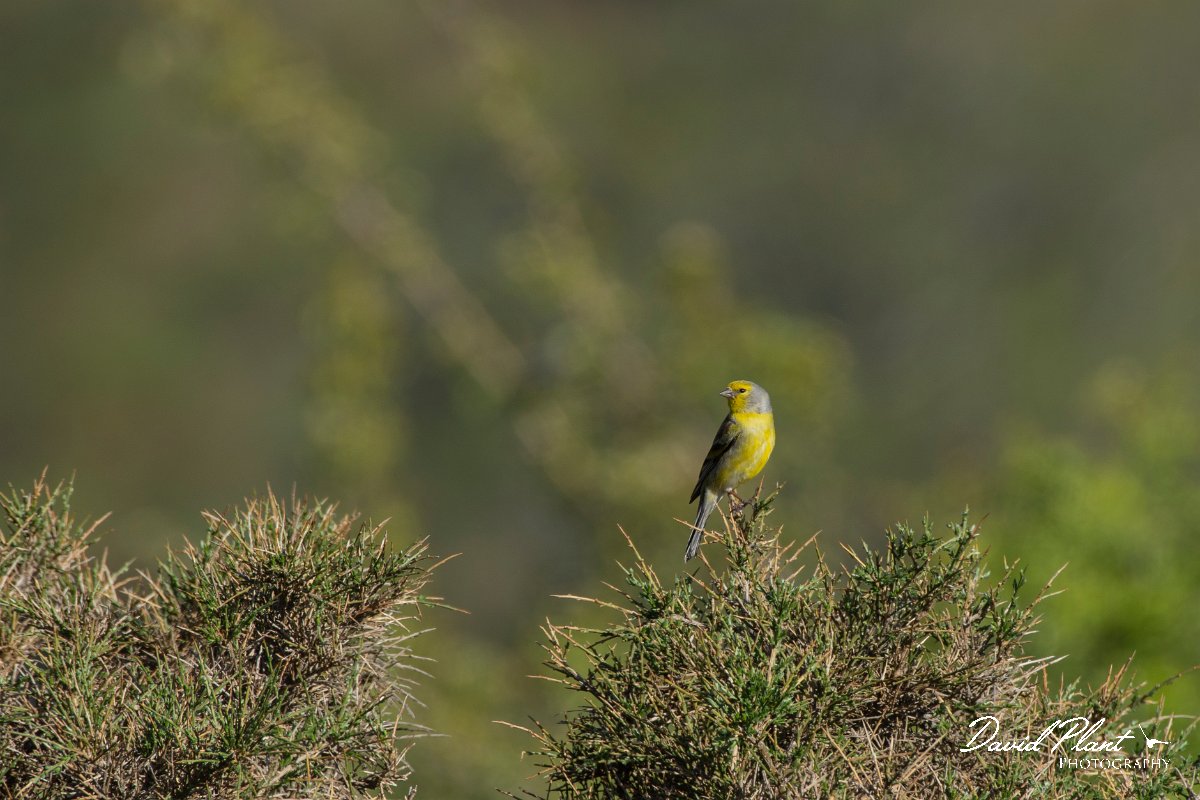 DPPhotography - Corsica - Corsican finch - A.jpg - Corsican finch - Col de Sevi, Corsica