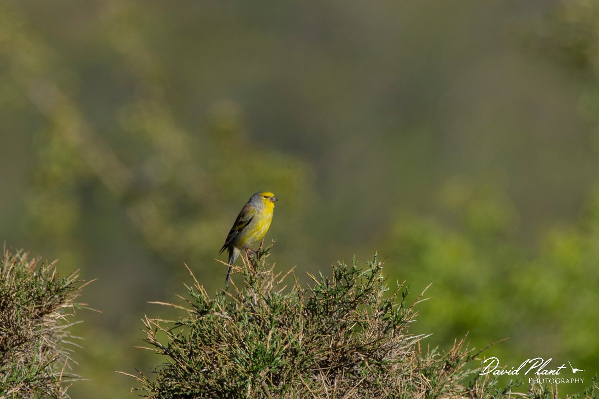 DPPhotography - Corsica - Corsican finch - B.jpg - Corsican finch - Col de Sevi, Corsica