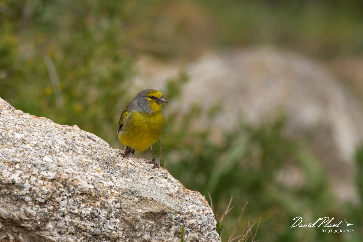 DPPhotography - Corsica - Corsican finch - E.jpg - Corsican finch - Col de Verghio, Corsica