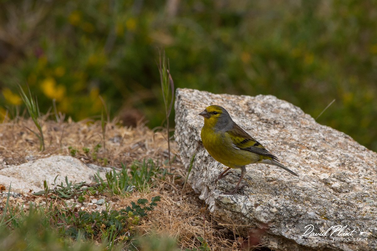 DPPhotography - Corsica - Corsican finch - F.jpg - Corsican finch - Col de Verghio, Corsica