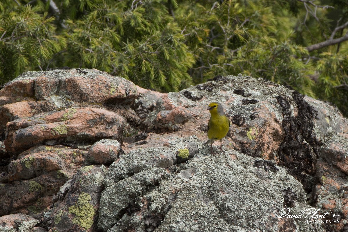 DPPhotography - Corsica - Corsican finch - I.jpg - Corsican finch - Tunnel d'Usciolo-Ruisseau de Petrosu, Corsica
