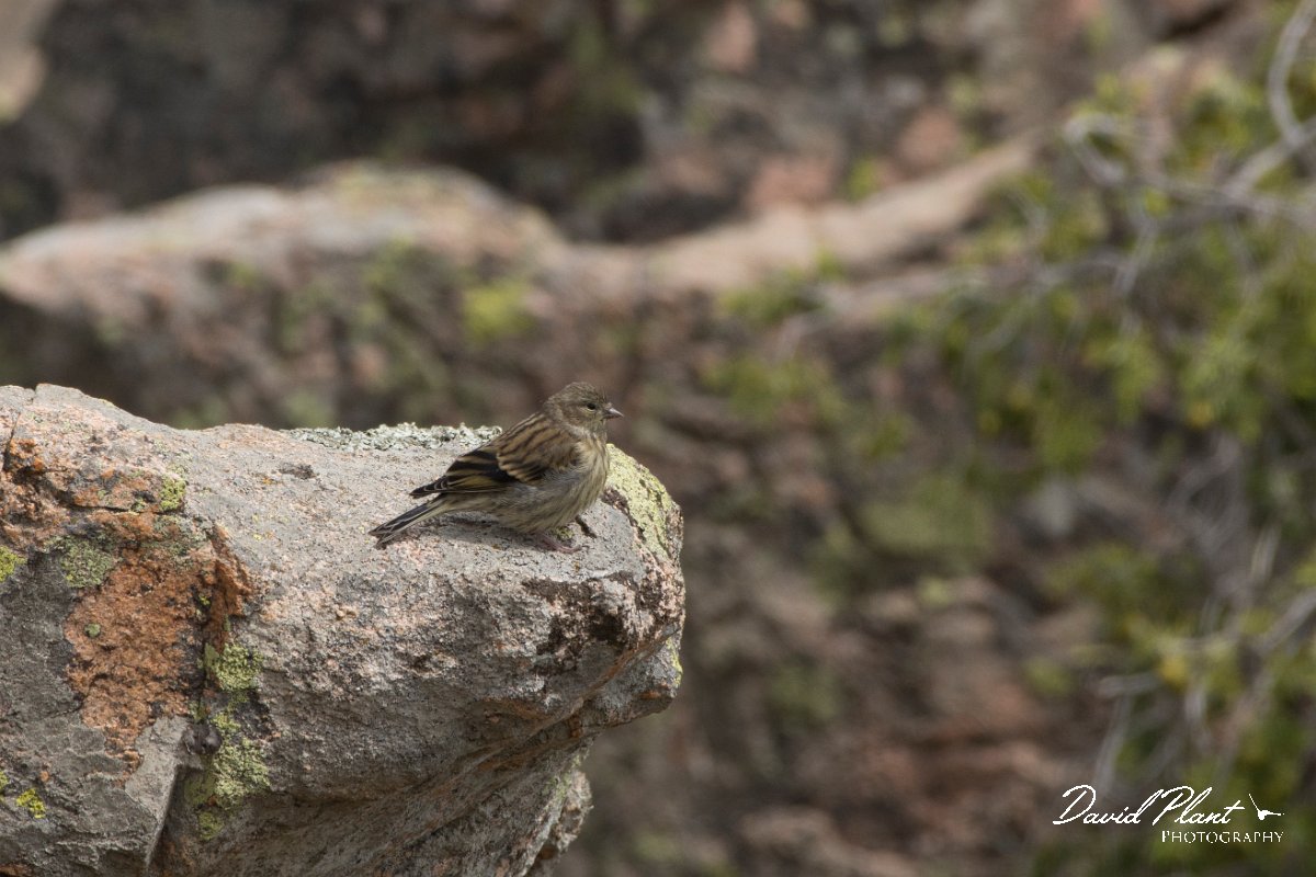 DPPhotography - Corsica - Corsican finch - L.jpg - Corsican finch - Tunnel d'Usciolo-Ruisseau de Petrosu, Corsica