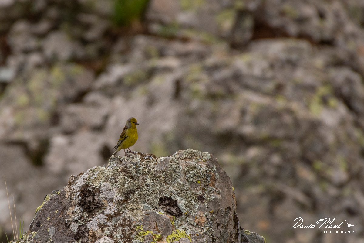 DPPhotography - Corsica - Corsican finch - M.jpg - Corsican finch - Verghello Valley, Corsica