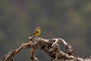 DPPhotography - Corsica - Corsican finch - C