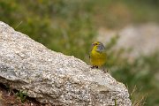 DPPhotography - Corsica - Corsican finch - D
