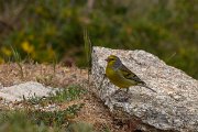 DPPhotography - Corsica - Corsican finch - F