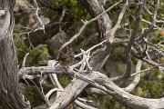 DPPhotography - Corsica - Corsican finch - G