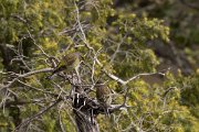 DPPhotography - Corsica - Corsican finch - H