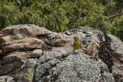 DPPhotography - Corsica - Corsican finch - I