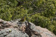DPPhotography - Corsica - Corsican finch - K