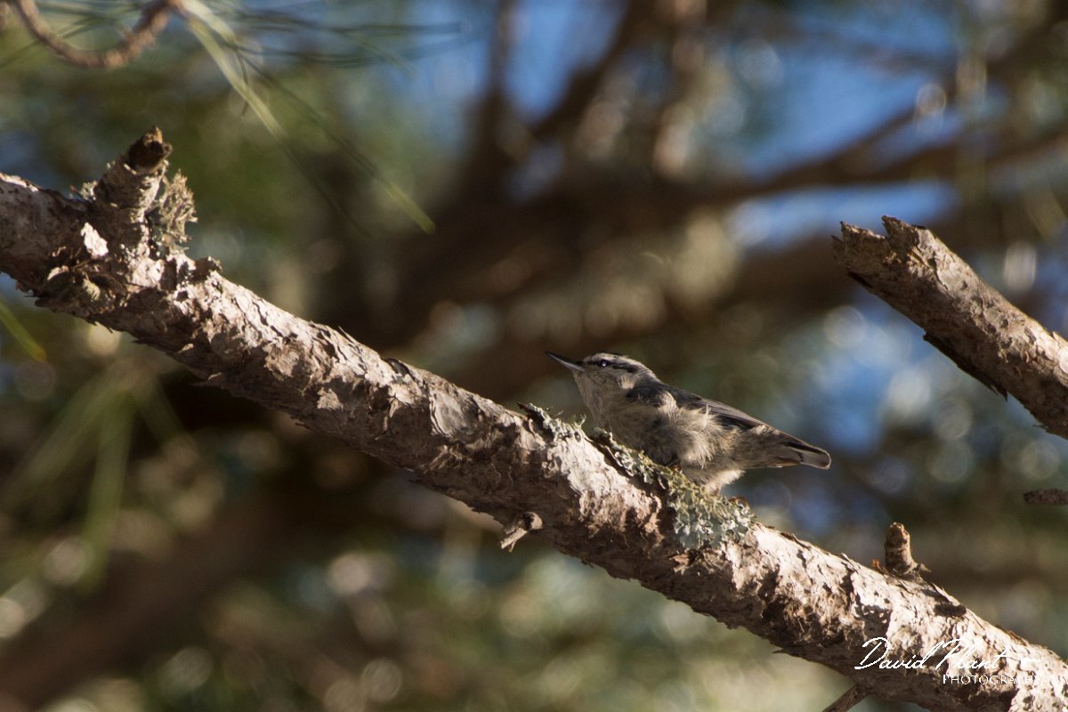 DPPhotography - Corsica - Corsican nuthatch - A.jpg - Corsican nuthatch - Col d'Erbajo, Corsica