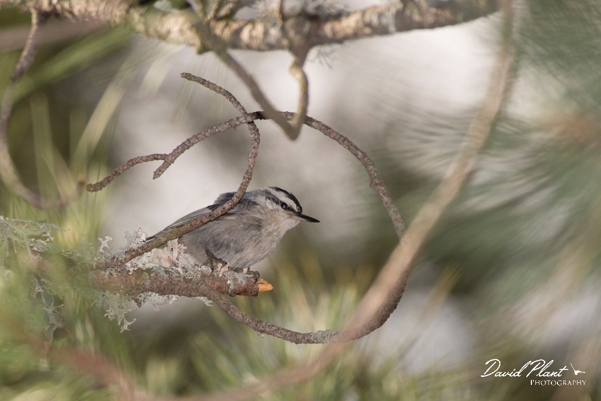 DPPhotography - Corsica - Corsican nuthatch - C.jpg - Corsican nuthatch - Col d'Erbajo, Corsica
