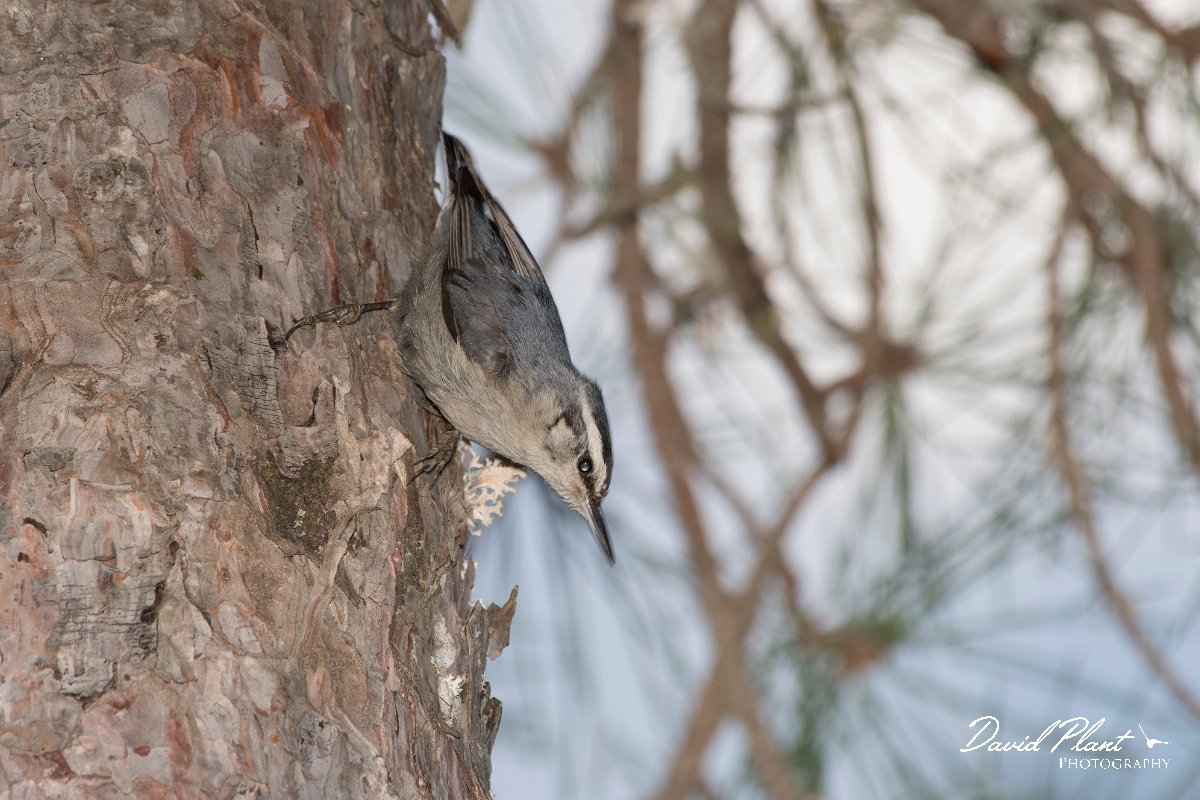 DPPhotography - Corsica - Corsican nuthatch - G.jpg - Corsican nuthatch - Col d'Erbajo, Corsica