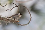 DPPhotography - Corsica - Corsican nuthatch - D