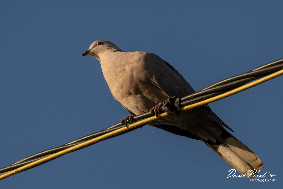 DPPhotography - Corsica - Eurasian collared-dove - A.jpg - Eurasian collared-dove - Route de l'Etang, Lake Biguglia, Corsica