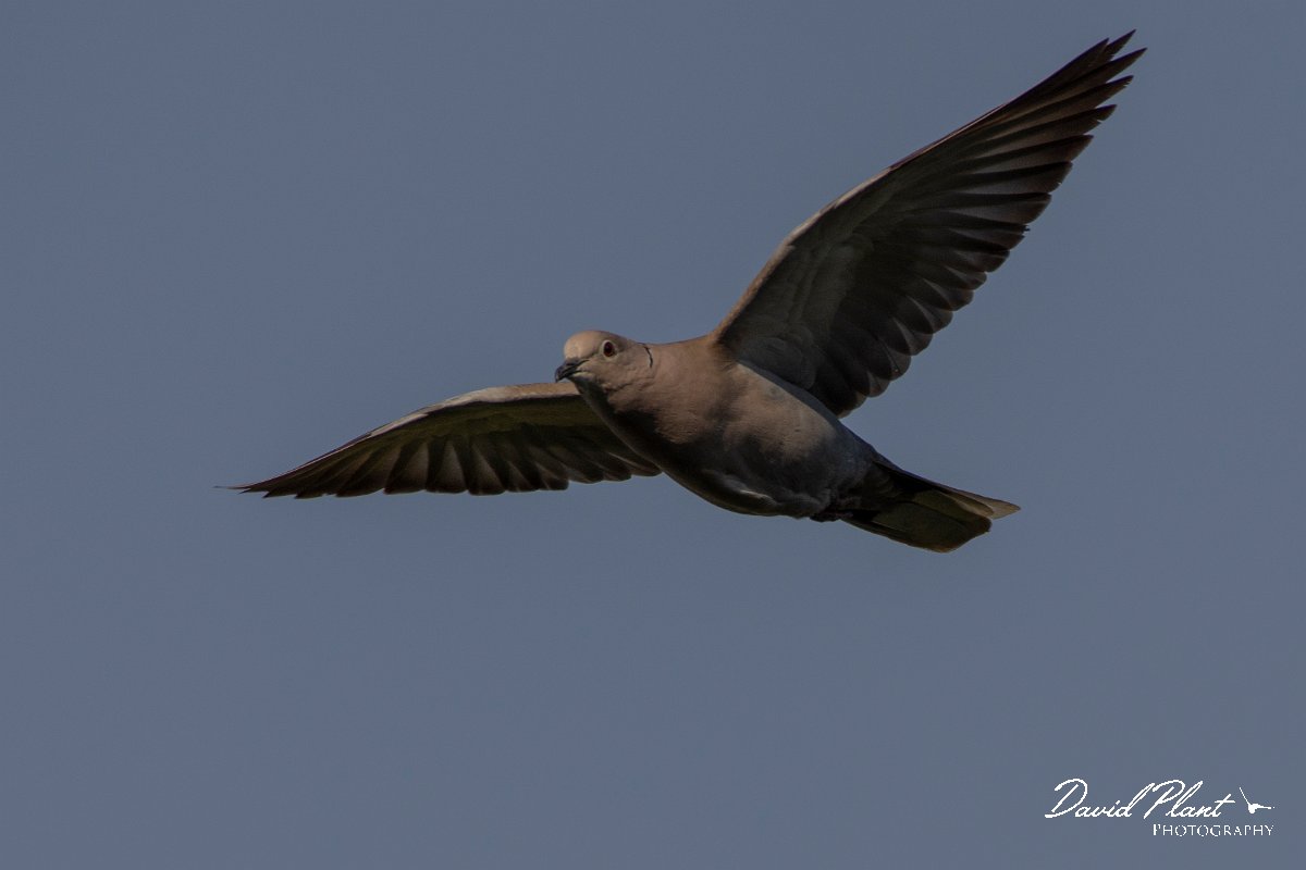 DPPhotography - Corsica - Eurasian collared-dove - C.jpg - Eurasian collared-dove - Route de l'Etang, Lake Biguglia, Corsica