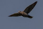 DPPhotography - Corsica - Eurasian collared-dove - C
