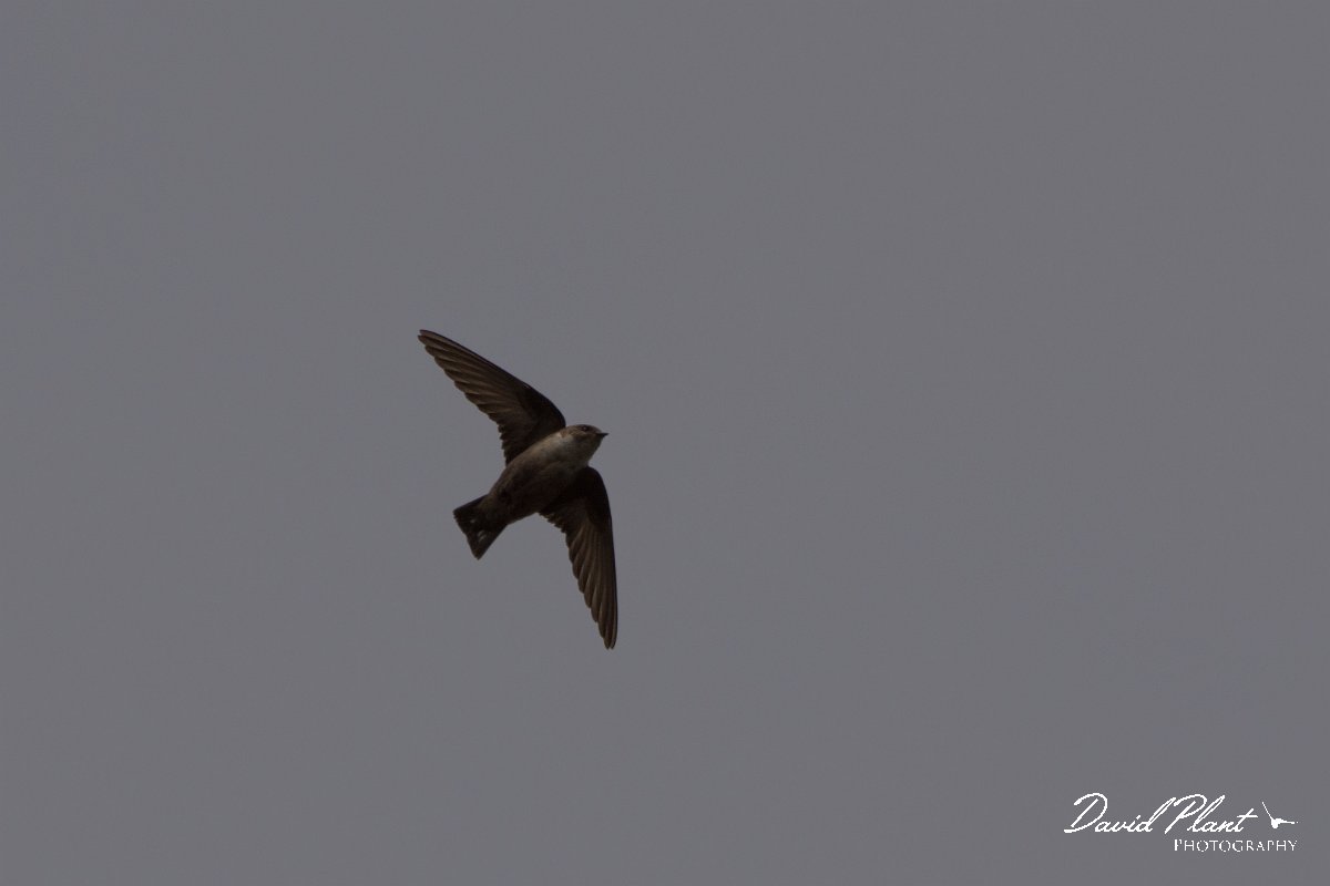 DPPhotography - Corsica - Eurasian crag martin - A.jpg - Eurasian crag martin - Tunnel d'Usciolo-Ruisseau de Petrosu, Corsica
