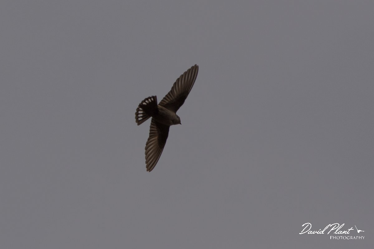 DPPhotography - Corsica - Eurasian crag martin - D.jpg - Eurasian crag martin - Tunnel d'Usciolo-Ruisseau de Petrosu, Corsica